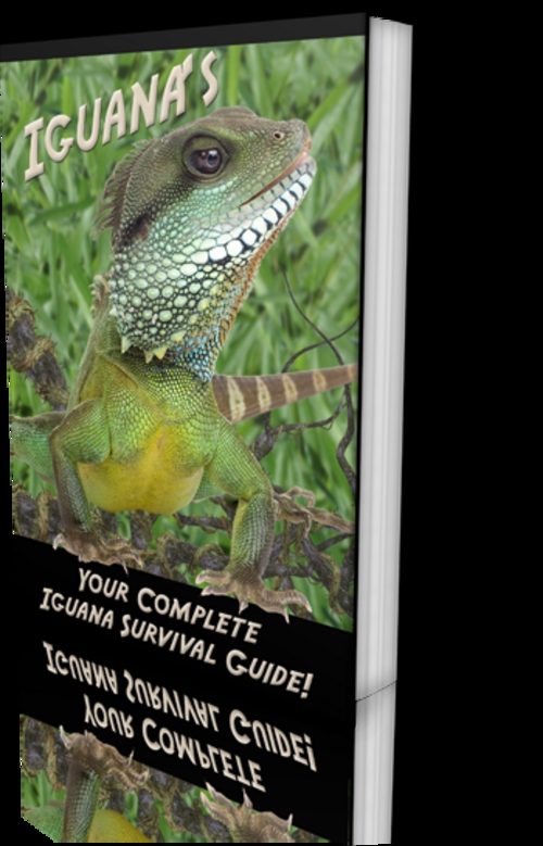 Product picture Iguana Survival